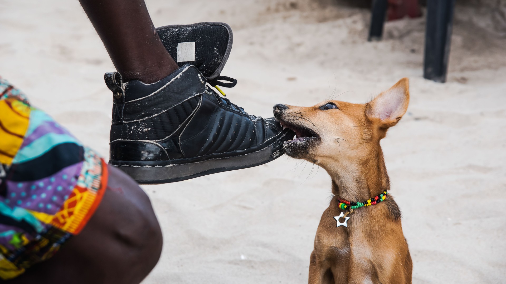 A puppy plays with a shoe on a beach A puppy plays with a shoe on a beach
